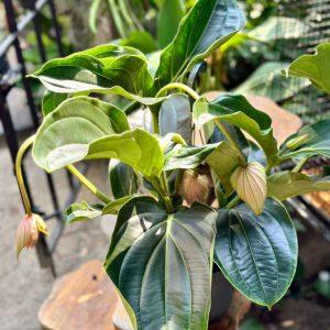 Medinilla Magnifica 55cm 6 blooms