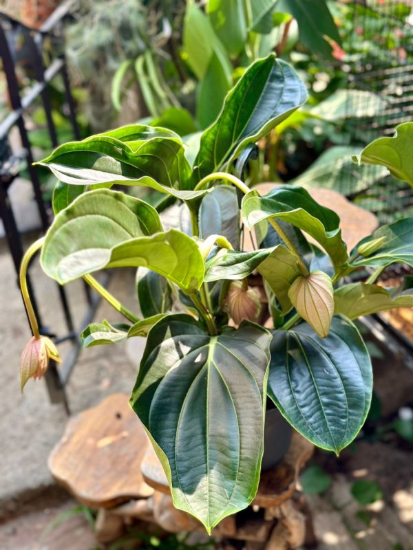 Medinilla Magnifica 55cm 6 blooms