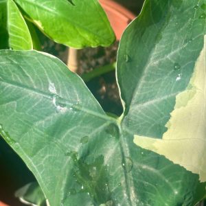 Mickey Mouse Alocasia (Alocasia Xanthosoma Variegata)