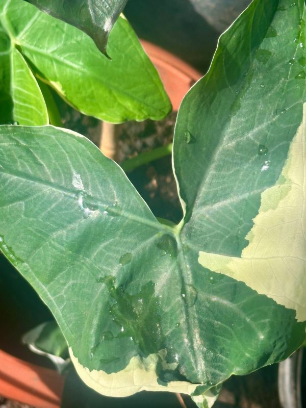 Mickey Mouse Alocasia (Alocasia Xanthosoma Variegata)