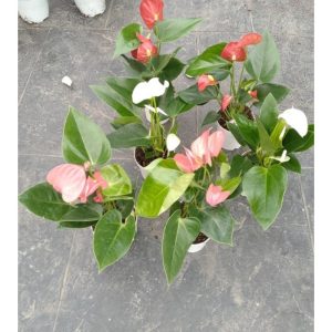 Mini Anthurium
