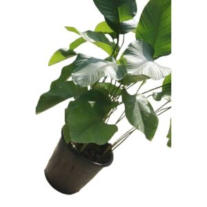 Moi-Moi Leaf