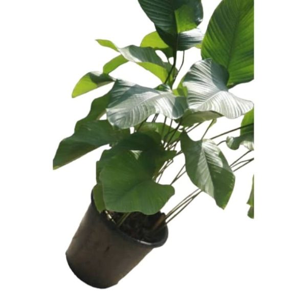 Moi-Moi Leaf