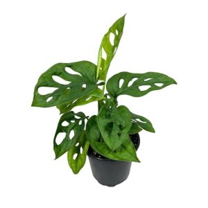 Monstera Adansonii-Wide-Form