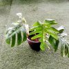 Monstera Deliciosa Variegated 50cm