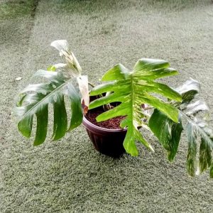 Monstera Deliciosa Variegated 50cm