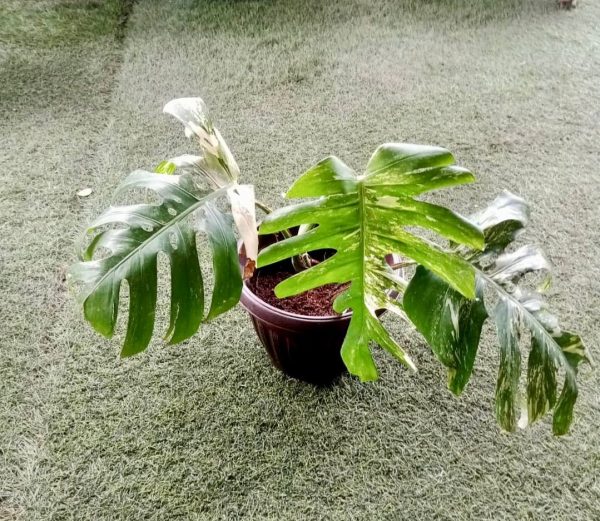 Monstera Deliciosa Variegated 50cm