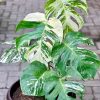 Monstera Deliciosa Variegated 80cm