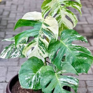 Monstera Deliciosa Variegated 80cm