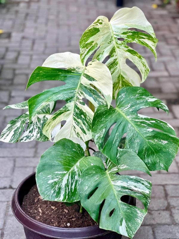 Monstera Deliciosa Variegated 80cm