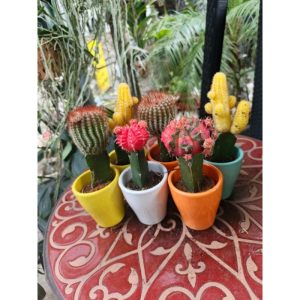 Moon cactus