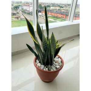 Mother-In-Law's Tongue (Sansevieria Trifasciata) Indoor Potted Plant