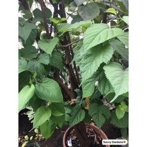 Mulberry Fruit Tree