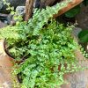 Nephrolepsi Green Fantasy 25cm