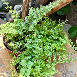 Nephrolepsi Green Fantasy 25cm