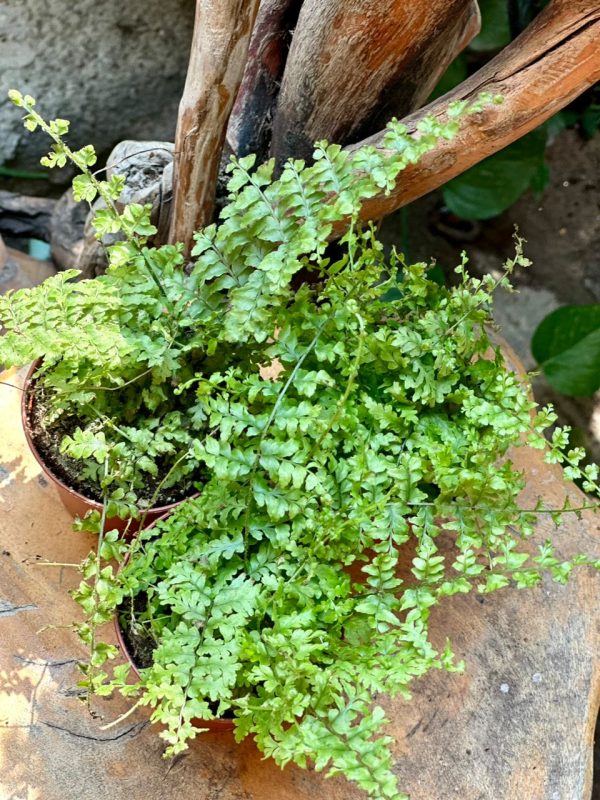 Nephrolepsi Green Fantasy 25cm