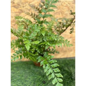 Nephrolepsis Fern