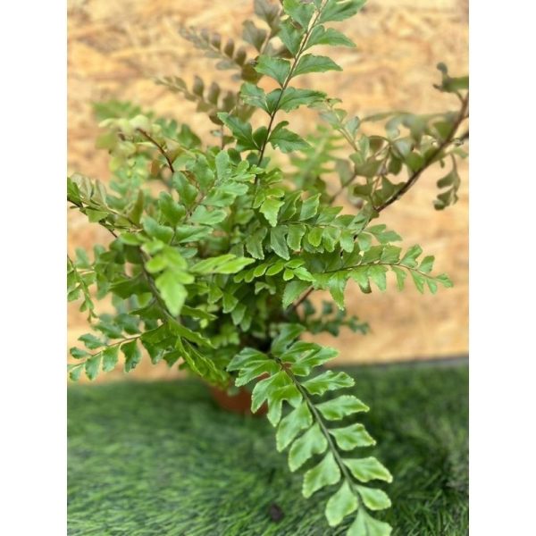 Nephrolepsis Fern
