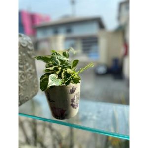 Njoy Pothos