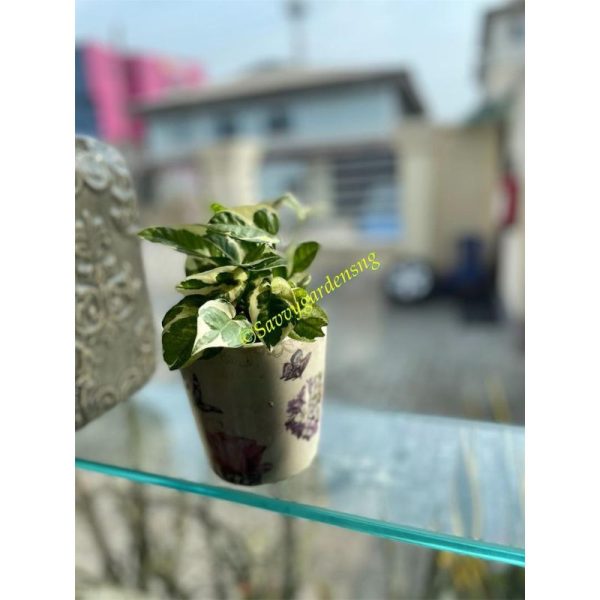 Njoy Pothos