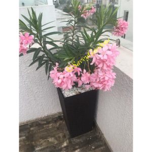 Oleander Nerium Potted In Plastic Pot