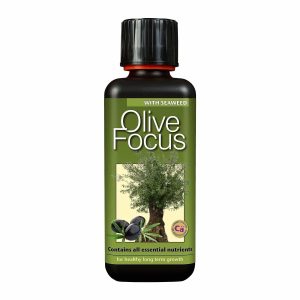 Olive Focus 300ml
