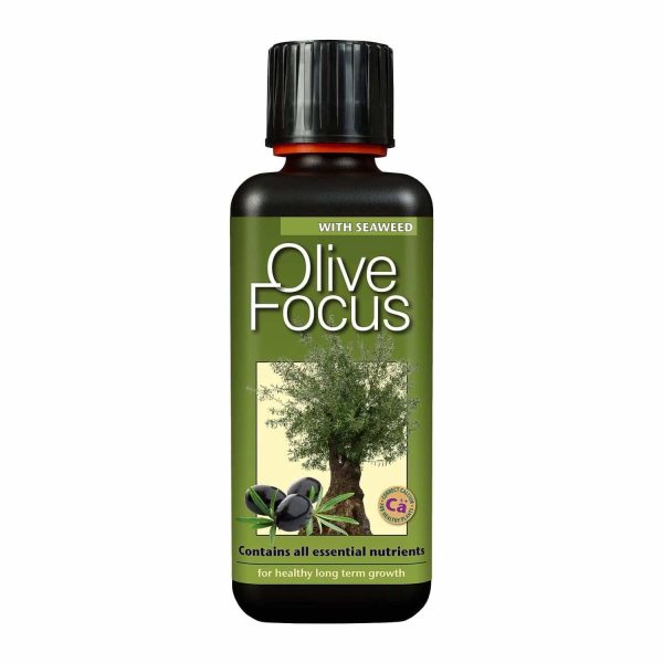 Olive Focus 300ml