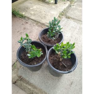 Olive Plant