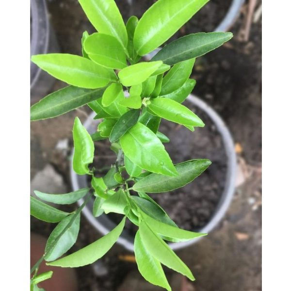 Orange Fruit Tree