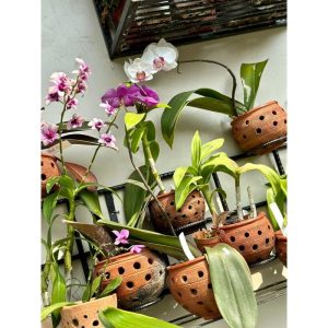 Orchid Mix 70cm