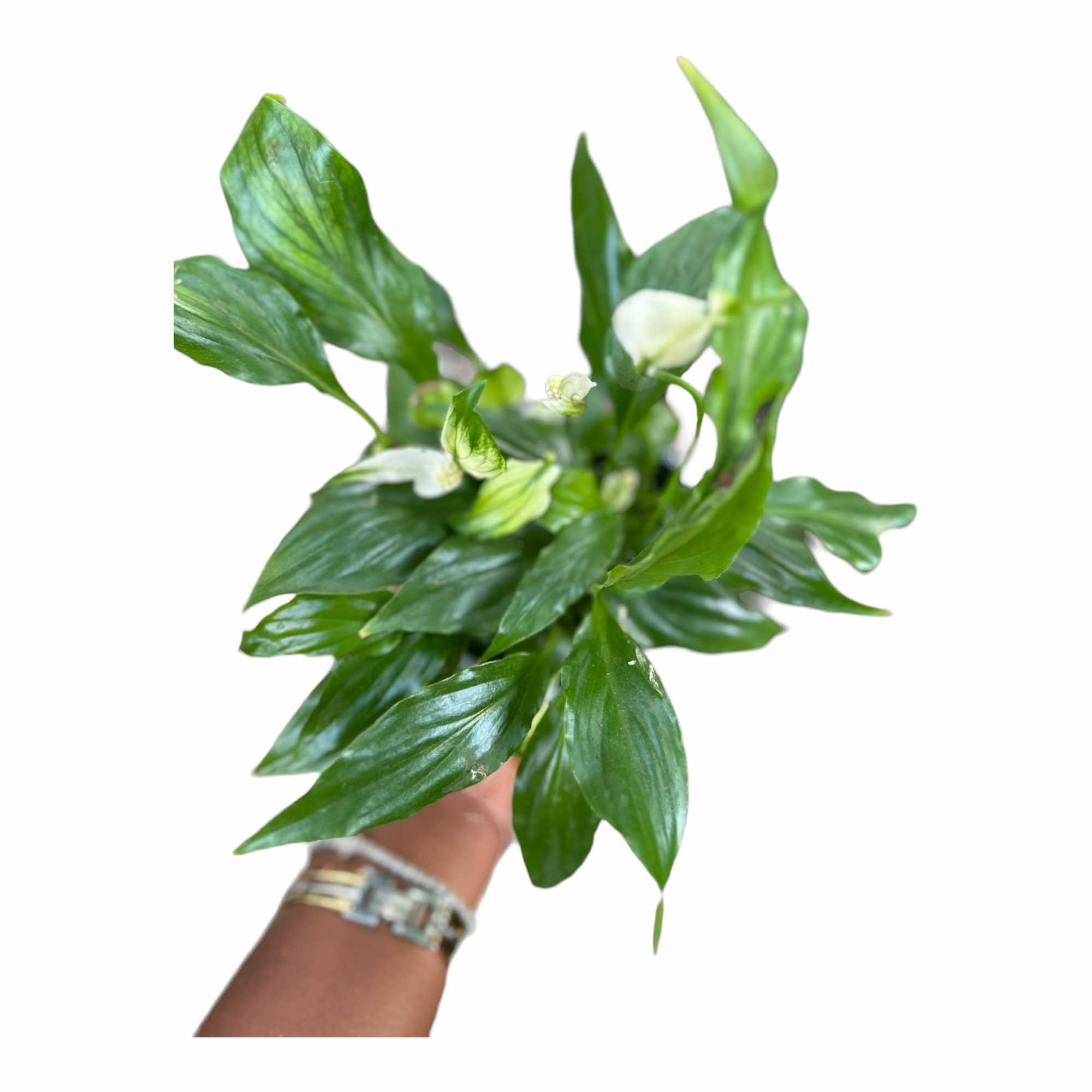 Peace Lily