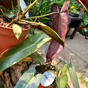 Philodendron Atabapoense 50cm