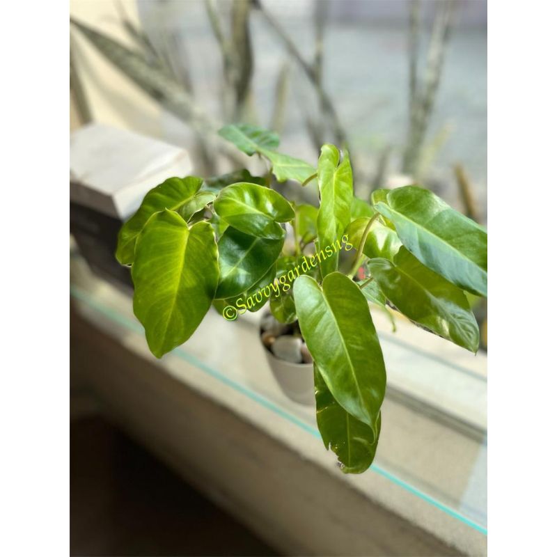 Philodendron Burle Marxii Plant