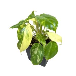 Philodendron Burle Marxii Variegated Rare Plant