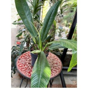 Philodendron Campii 80cm