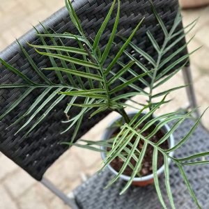 Philodendron Good Luck 35cm