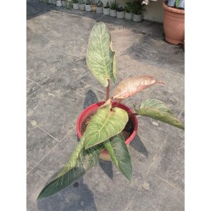 Philodendron pink birkin