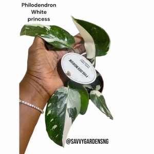 Philodendron White Princess