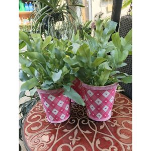 Phlebodium Blue Star