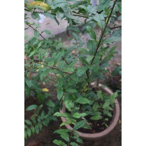 Pomegranate Fruit Tree