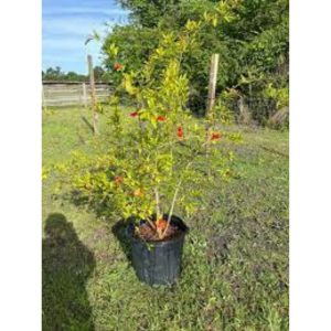 Pomegranate Seedlings (Mature)