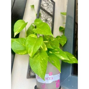 Pothos