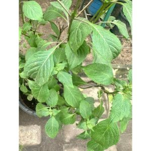 Potted African Basil - Scent Leaves (Efirin)