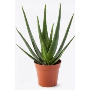 Potted Aloe Vera