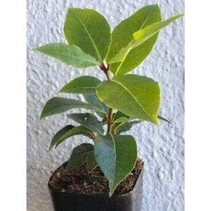 Potted Bay Leaves