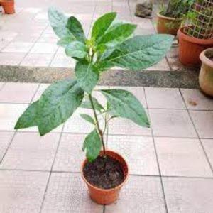 Bitter Leaves seedlings