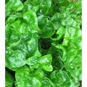 Potted Brazilian Spinach