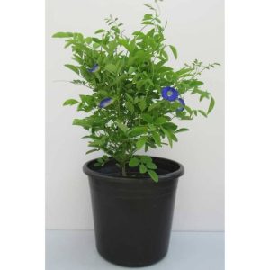 Potted Butterfly Pea