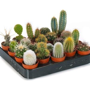 Cactus Mix of 4