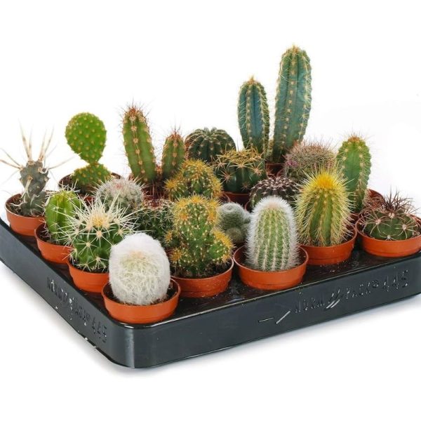 Cactus Mix of 4